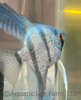 blue pearl scale angelfish